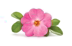 HS-Alberta_Wild_Rose HS-Alberta_Wild_Rose